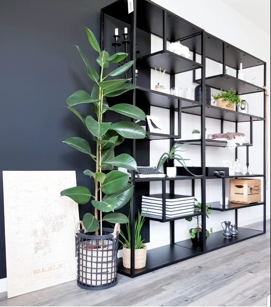 Rubberplant verzorgen