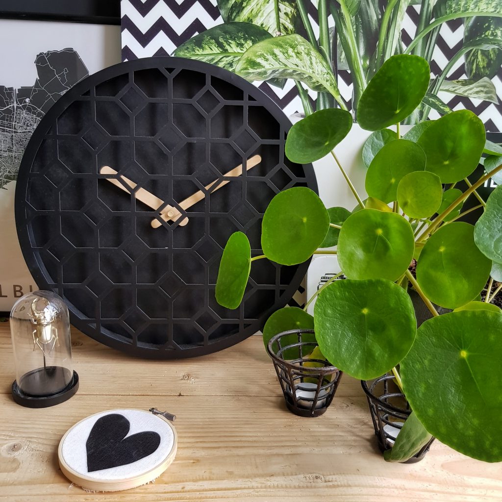 Pilea plant