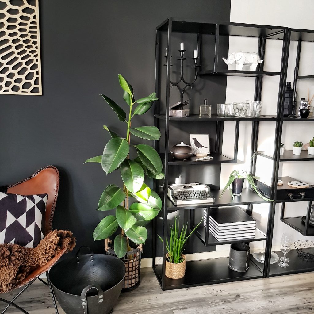 rubberplant