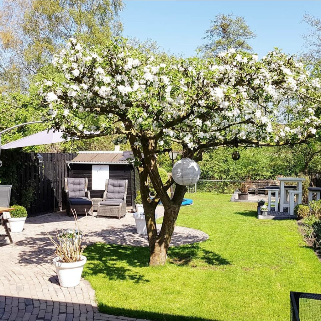 appelboom