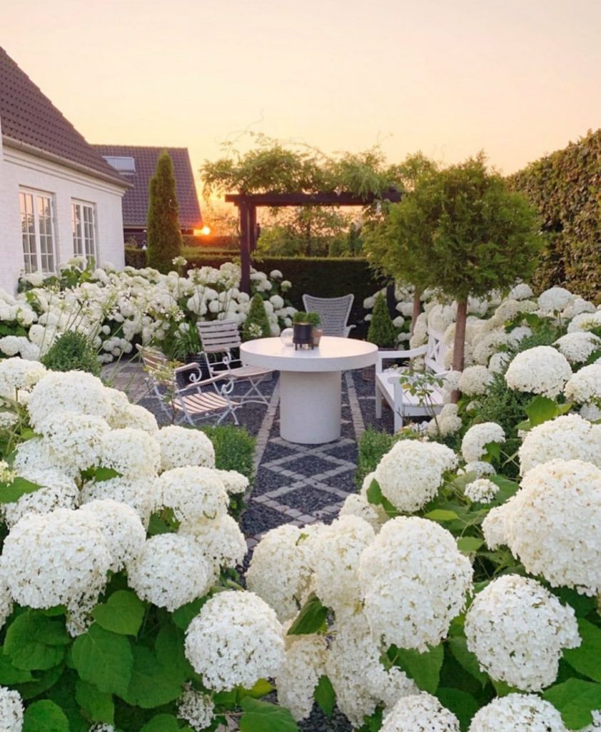 hortensia