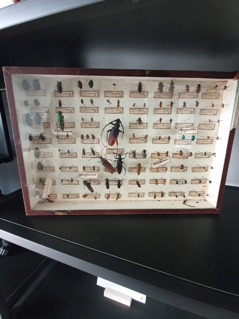 insectenkast