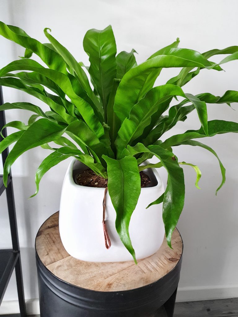planten