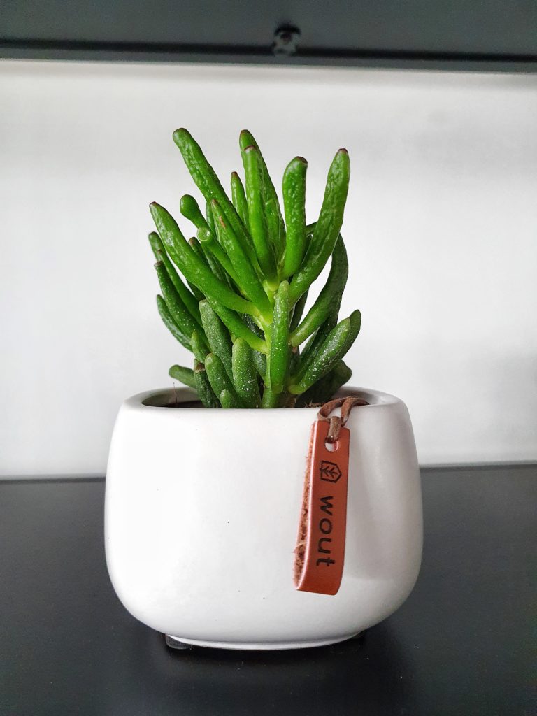 plantje