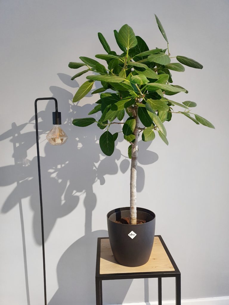 luchtzuiverende planten