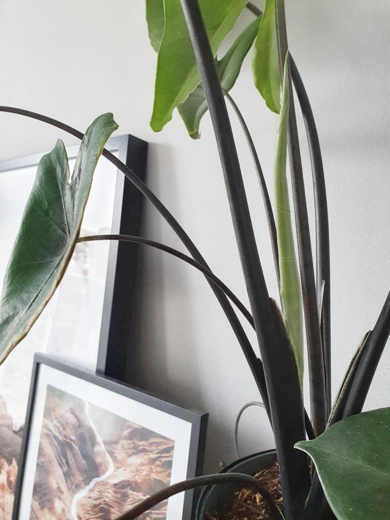 zwarte plant