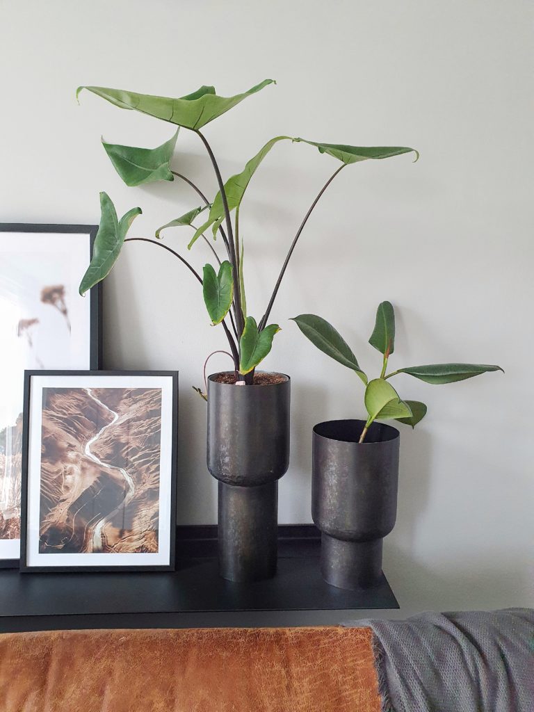 plantrebelz