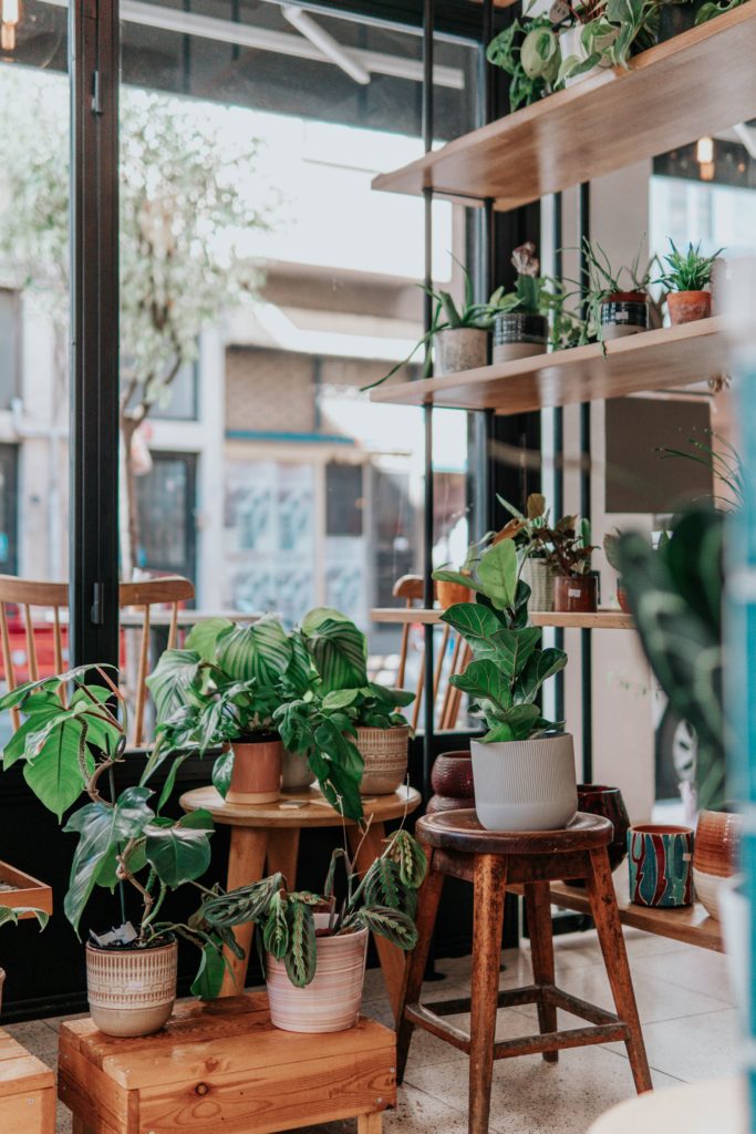 trips bestrijden in kamerplanten