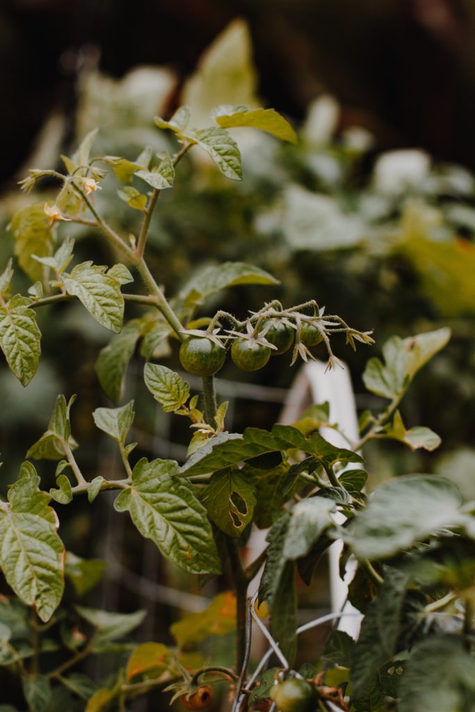 stekjes tomatenplant